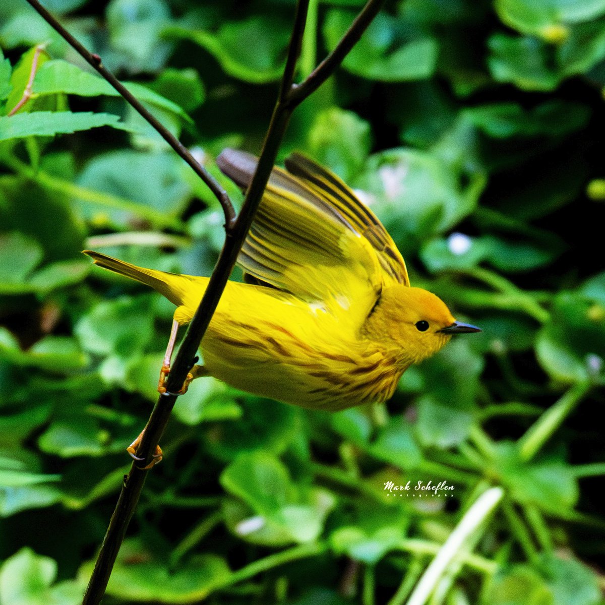 Yellow Warbler, Pool, Central Park, N.Y.C  #birdcpp #TwitterNatureCommunity #birdsofinstagram #britishnatureguide #naturephotography #birdphotography #twitterphotography #wildbirdphotography #nikonphotography #NatureBeauty #nycaudubon 5.05.24