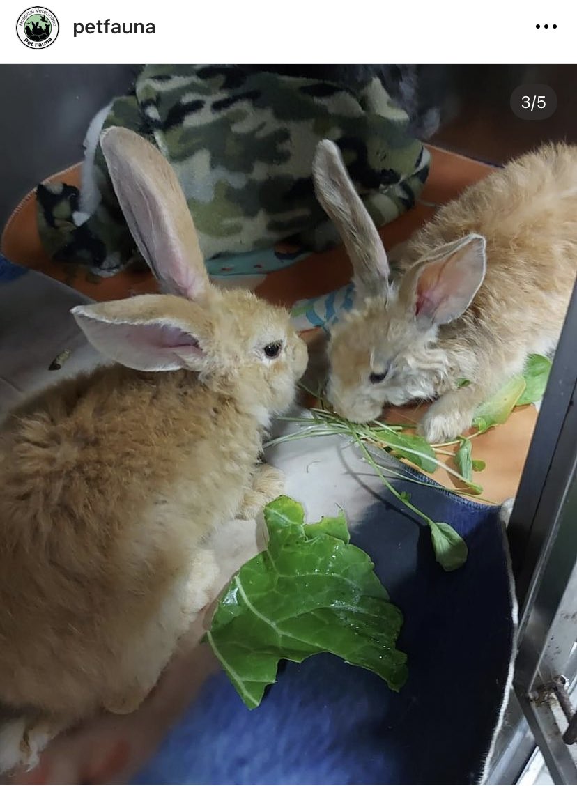 A PET FAUNA EM PORTO ALEGRE TÁ RECEBENDO PETS NÃO CONVENCIONAIS QUE ESTÃO SENDO RESGATADOS!

No momento eles não estão recebendo doações físicas porque tão com bastante mantimentos, mas eles estão aceitando PIX! Qualquer valor ajuda!

CHAVE PIX: 00207194009 - GISELE STEIN