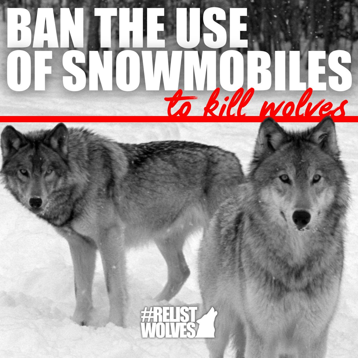 teamwolf_org's tweet image. A recent poll conducted for the Humane Society of the United States found that 3-in-4 Wyoming residents believe it is unacceptable to kill predators using snowmobiles. 58% of voters polled would also support banning use of snowmobiles to pursue, strike, injure &amp;amp; kill wildlife.