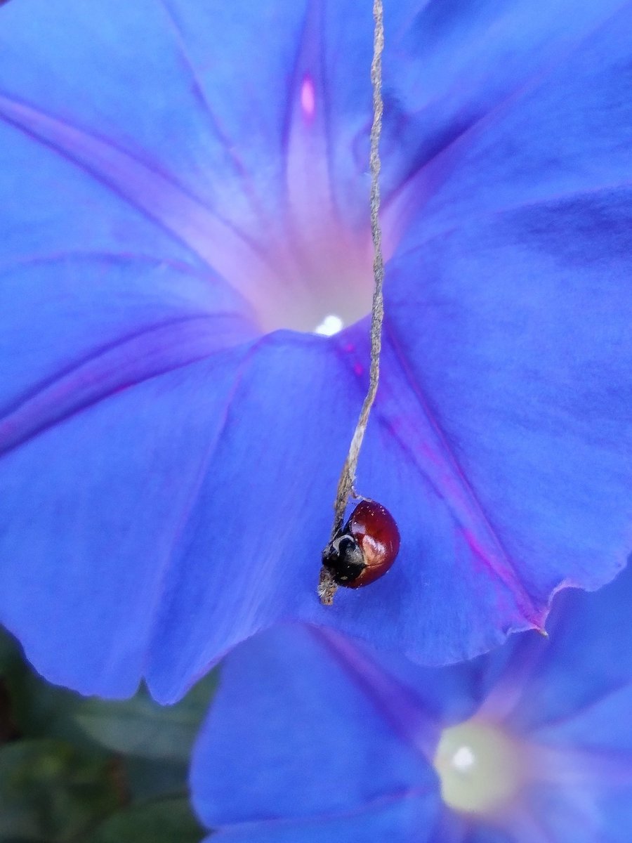 #TuesdayBlue #FlowerReport: From San Jose, California two weeks ago. .