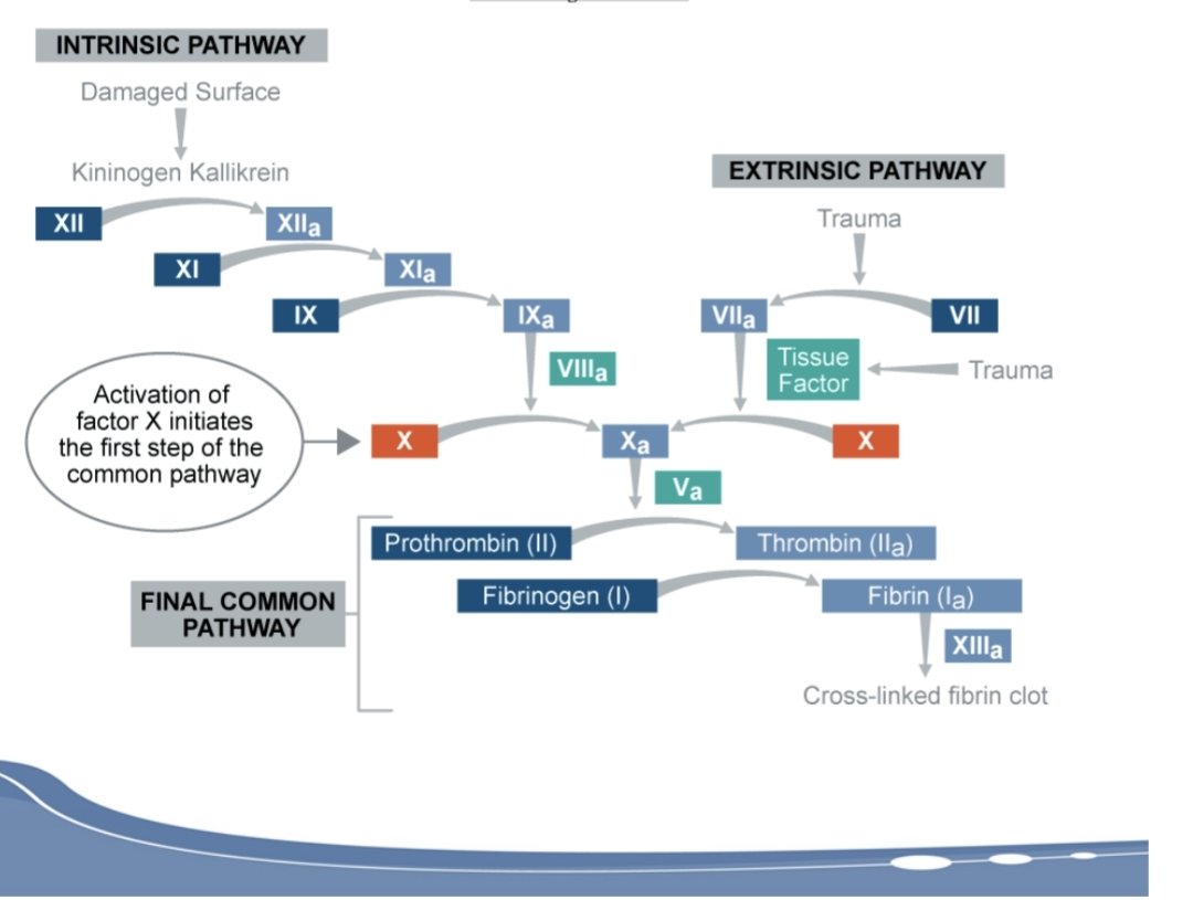 Coagulation cascade.
What do you know about this?

#Hematology