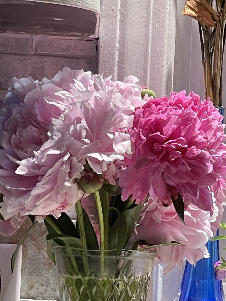 Good afternoon and I hope you’re having a fine day. Please understand how much I love peonies and these are perhaps my very favorite the pink ones. However, the darker pink ones have a more deeper beautiful fragrance.