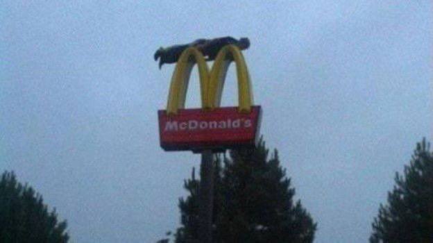 Planking_Solana's tweet photo. Jeets will $PLANK on glass once the right eyes get on us…

Until then… we $PLANK on McDonald’s https://t.co/72obtsYfVr
