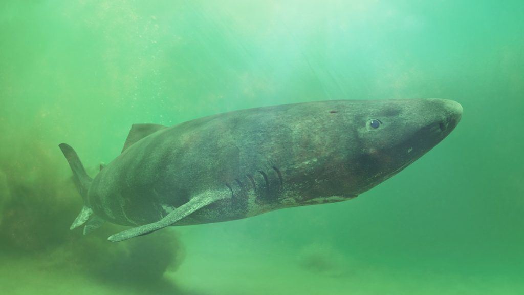 Talk about a late bloomer!  Greenland sharks don't hit puberty until they're 150 years old  That's after living for over a century & reaching 400 years total!  #GreenlandShark #AnimalFacts #LongLife
