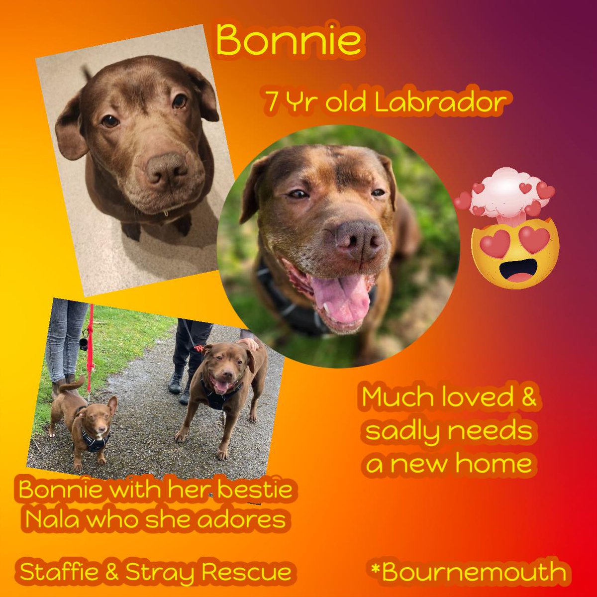 #rehomehour 7yo Labrador BONNIE is located in #Bournemouth & can be rehomed within a two hour twenty minute of the Rescue. She currently lives with Nala (see her profile on the website), they live together happily & like to cuddle up together. She's been well loved & still is,…