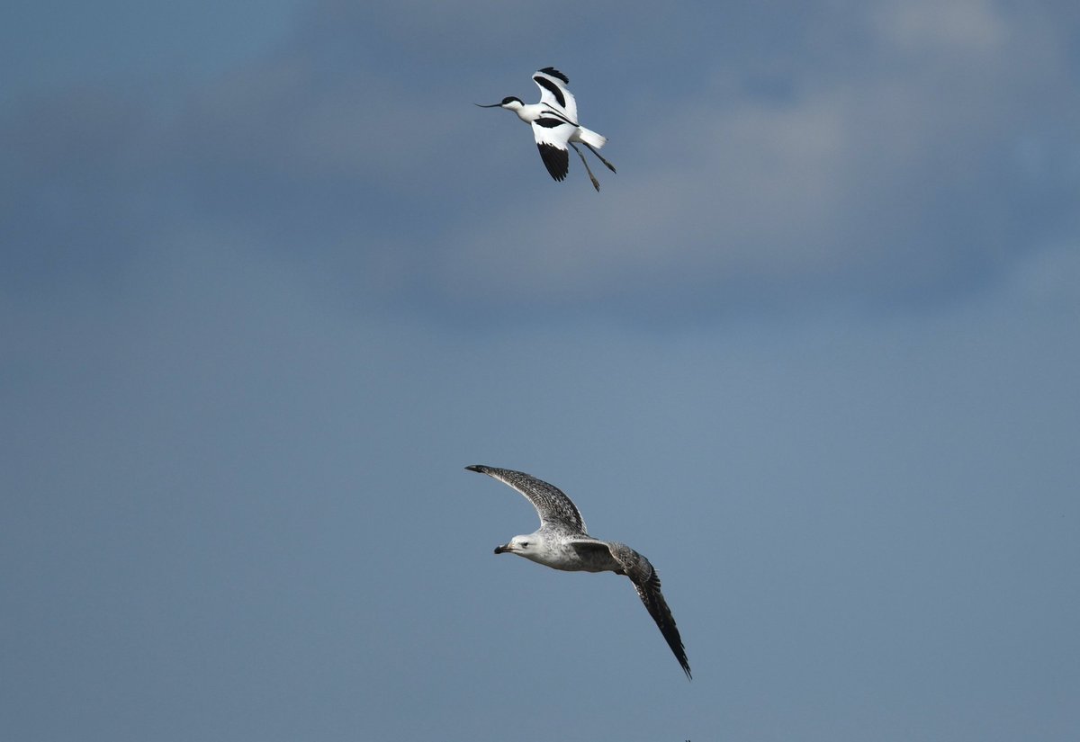 This Avocet chased off a Great Black-backed Gull from what might become the small island  they choose to breed on.
#gulls #waders #birdwatching #shorebirds #norfolkwildlifetrust #birdphotography #birding #norfolkbirds