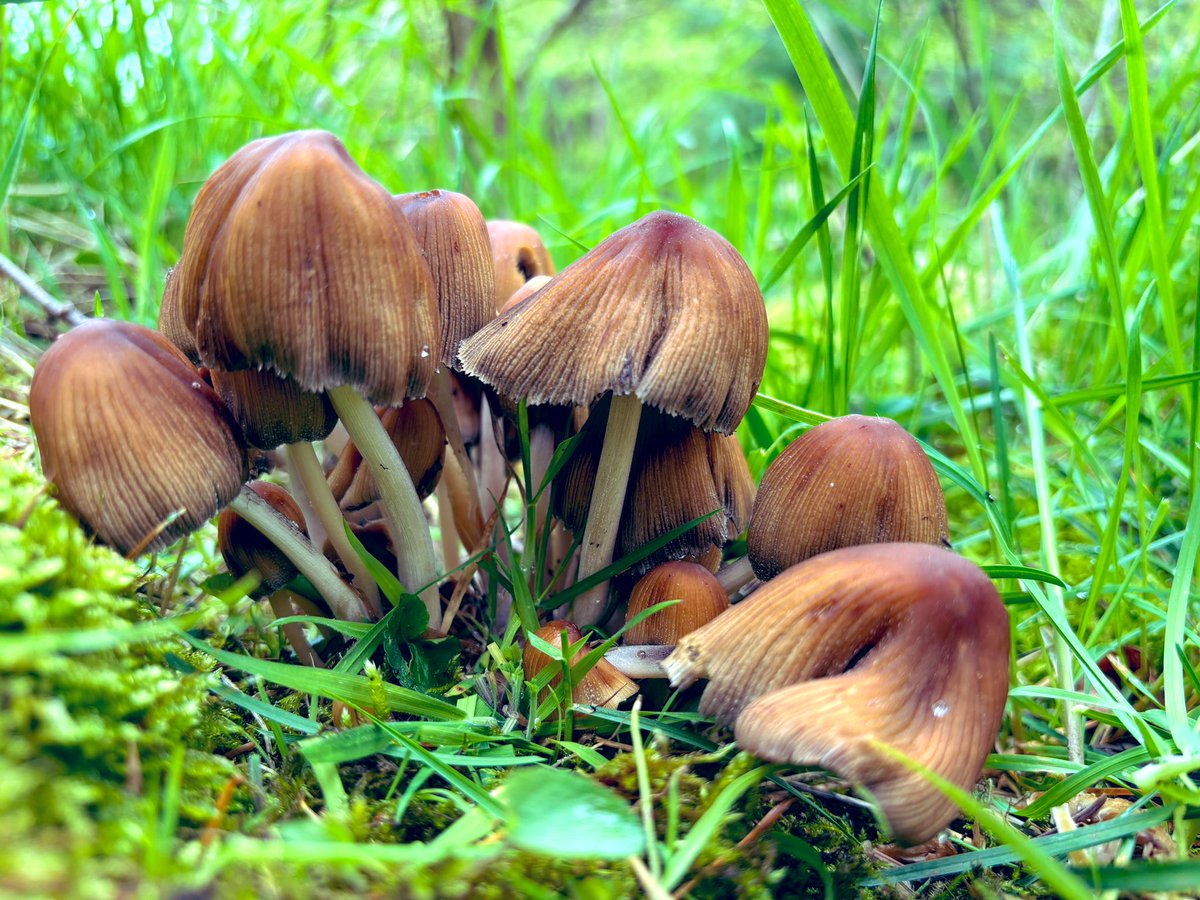 Glistening ink caps or Mica caps (Coprinellus micaceus) seen today in Saltoun Big Wood, East Lothian. #Fungi #Mushrooms