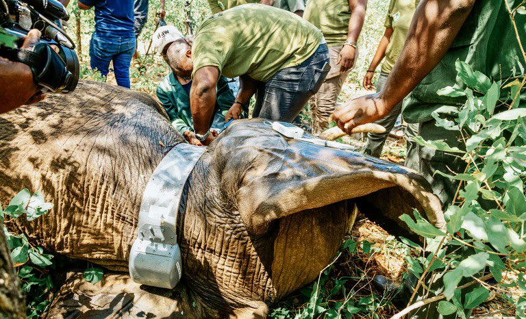 Cutting Edge GPS Technology Will Help Track & Protect Elephants In Zimbabwe 🙏🐘 READ MORE: 🌍👉 worldanimalnews.com/cutting-edge-g…
