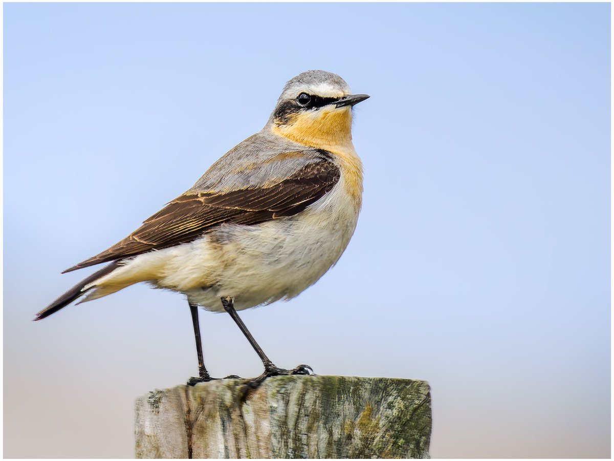 Northern Wheatear. North Uist, Outer Hebrides. #wildlifephotography #ukwildlifeimages #olympusphotography #omsystem @OMSYSTEMcameras @ElyPhotographic #bird #birdphotography #outerhebrides #northuist