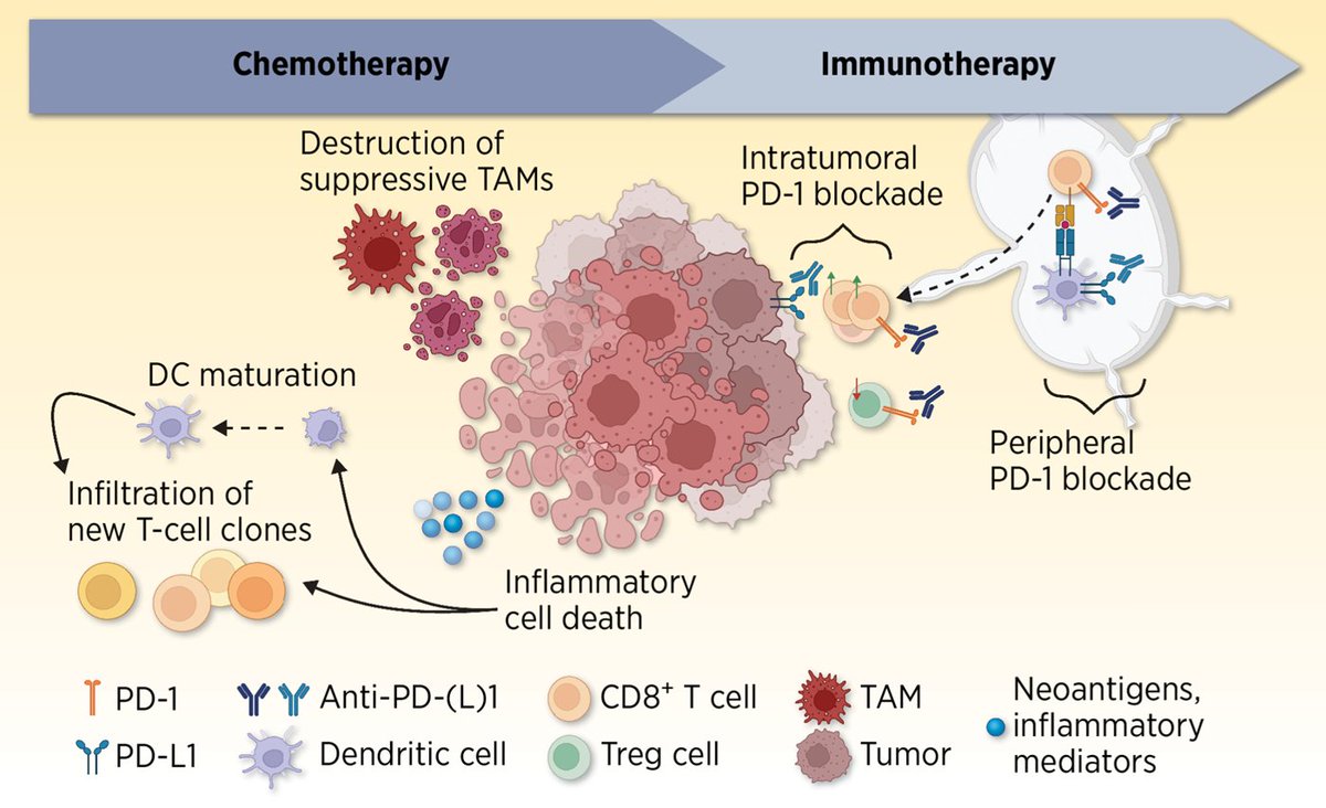 Unraveling the therapeutic benefit of sequenced chemo-immunotherapy. bit.ly/4dw82KX