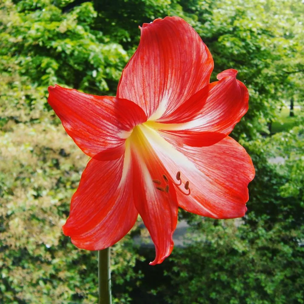 #spring #springtime #springvibes #may #mood #tree #trees #flower #flowers #bloom #nature #beauty #cool #mood #goodmood #flora #floristic #beautyofnature #hippeastrum #lily #lilies #warm #colour #flowering #star #beautyflower #beautyflowers #flowersart #awesome