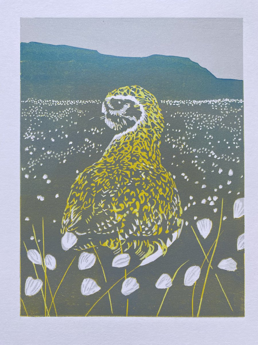 Today I’ve been working on a new print. It’s a golden plover in cotton grass with Ingleborough of the Yorkshire 3 Peaks in the distance. It’s not finished, there’s 3 more colour layers to add yet. #art #Yorkshire #birdart #linoprint