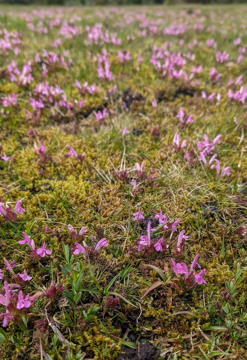 A ludicrous bloom of lousewort! I've never seen so much in one place, this was just a tiny bit of it. It stretched across several big hummocks. Lousewort is partially parasitic and takes nutrients from surrounding plants. @wildflower_hour @BSBIbotany