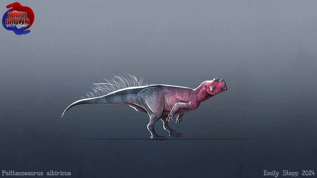 Psittacosaurus sibiricus for @MaraBrownWD