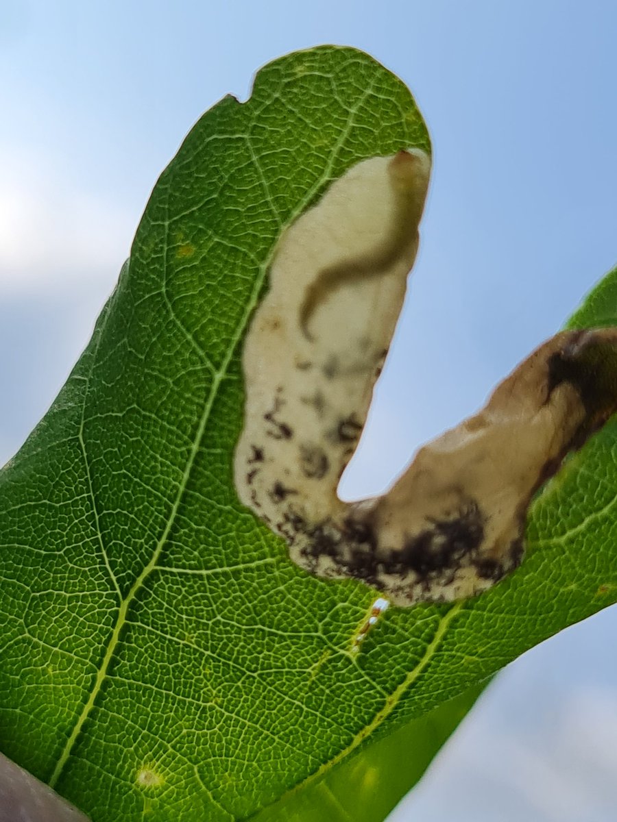 Currently at resorts world arena to watch Tenacious D. The walk from the car park yielded an interesting leaf mine on oak.. Research to be done when I get home at 1am!!😄 Birmingham #mothsmatter #teammoth