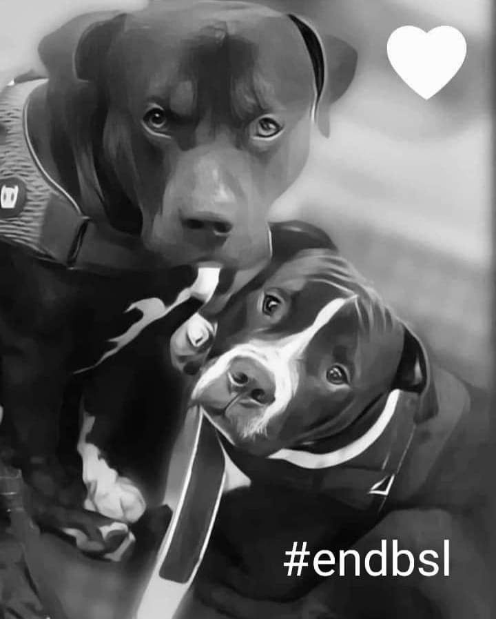 I'd never heard of Breed Specific Law before this tragedy and over the last 12 months I've learnt the names of so many dogs lost to this insane, cruel and ineffective legislation. 
#justiceformarshallandmillions 
#stopkillingdogs #endbsl