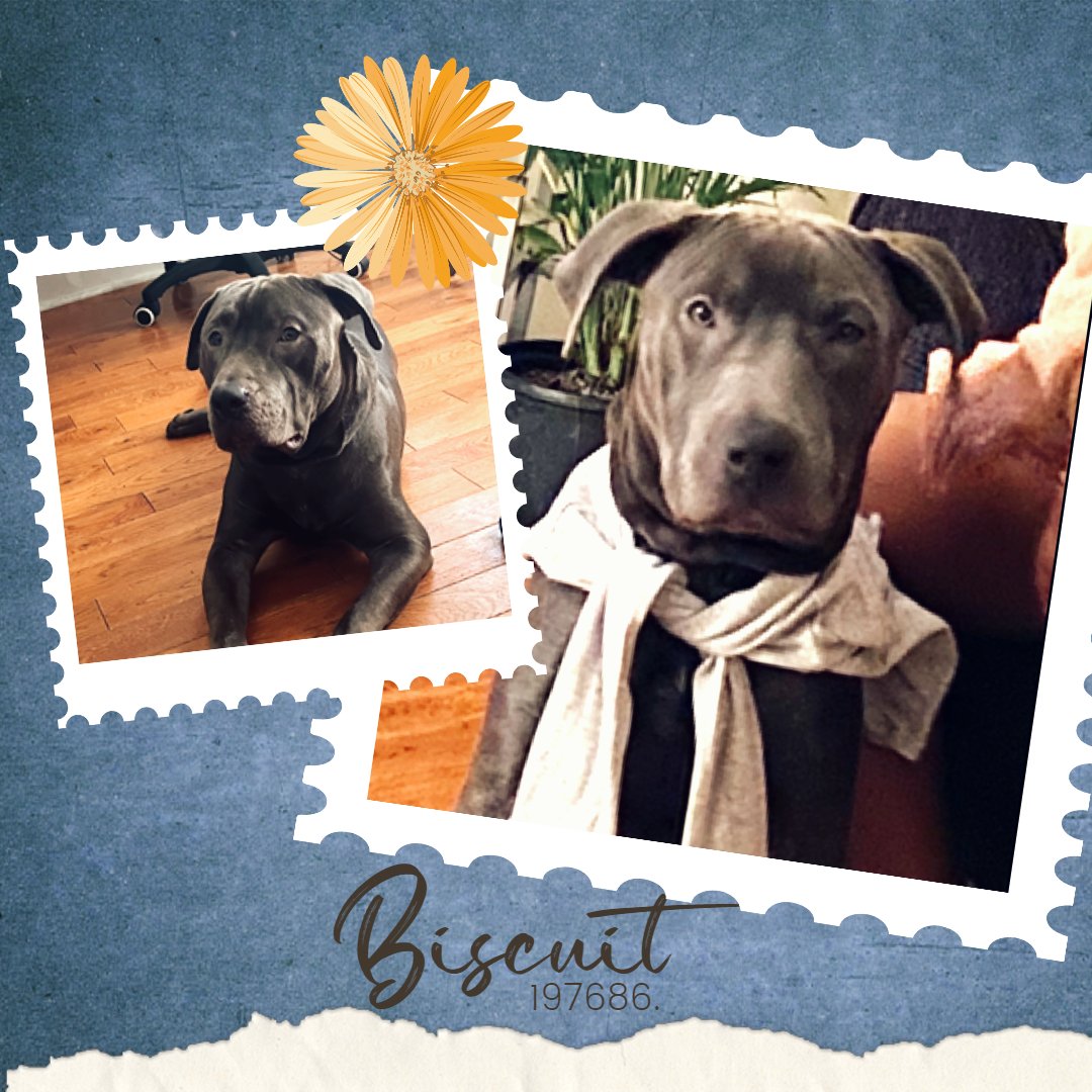 🚨 Last call for Biscuit, he is under kill command now. Surrendered b/c owner unwell. Listed b/c so scared he does not want to leave his kennel. Housetrained, lovable, social, playful w/ kids & dogs. Loves toys. Anyone?