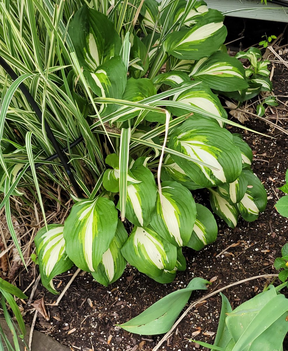 You never really dig out a hosta