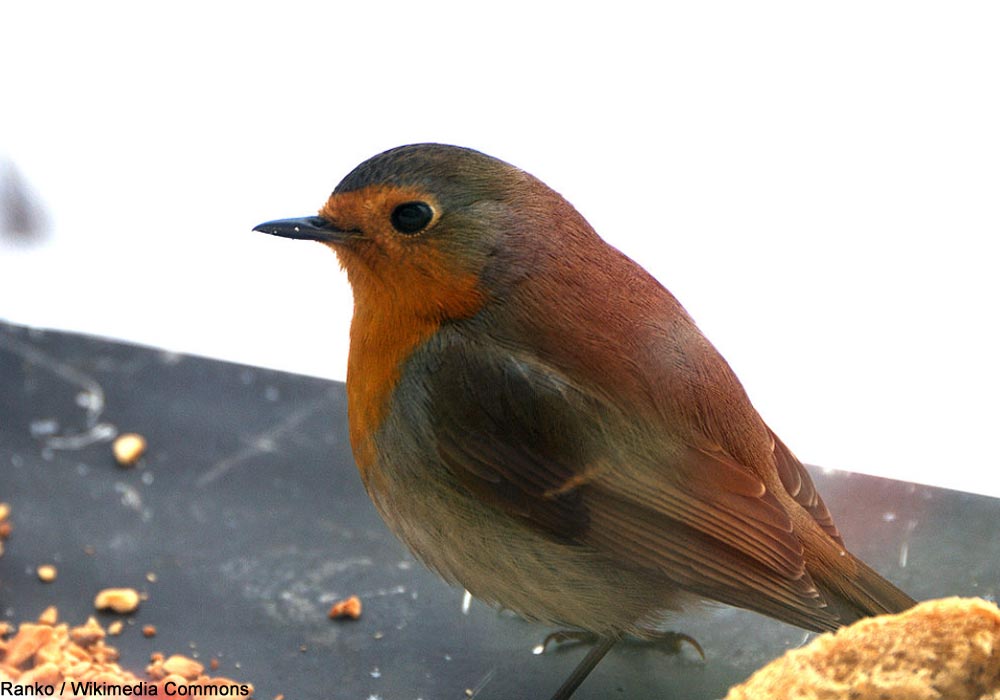 Un Rougegorge familier (Erithacus rubeculua) a atteint l'Amazonie après avoir probablement traversé l'océan Atlantique sur un bateau ➡️ Cliquez sur ce lien pour en savoir plus : ornithomedia.com/breves/un-roug… #oiseaux #birds #ornithologie #ornithology