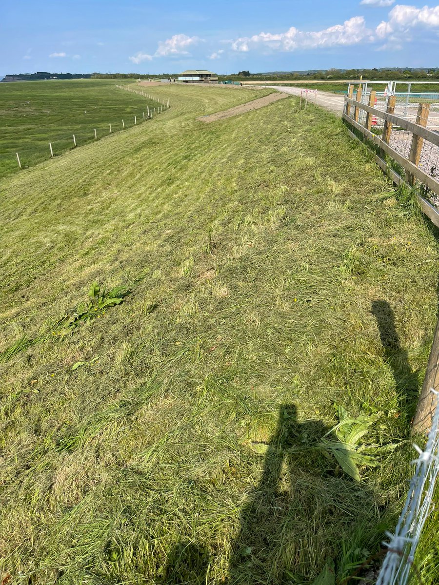 Not only did employees of Knighton Countryside Management destroy habitat at height of breeding season, they also caused disturbance to a number of Schedule One breeding birds on Pilning wetland. When asked, none could explain why they were cutting in May.