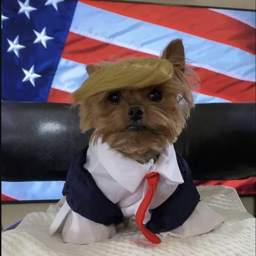 DONALDDOGCTO's tweet photo. @justbillymays @Phryges_SOL You're fading the first political dog?

A combination of the top 2 strongest narratives out there.

Always bid the first movers. $DG

CA : J2MufPE2pw42Crx4tkgA9Le8hriWquGQgmj55BoPqp5K

dev jeeted, cto in, dex updated, ads paid, sol trending soon whats left??? https://t.co/4T3sK3UAhz