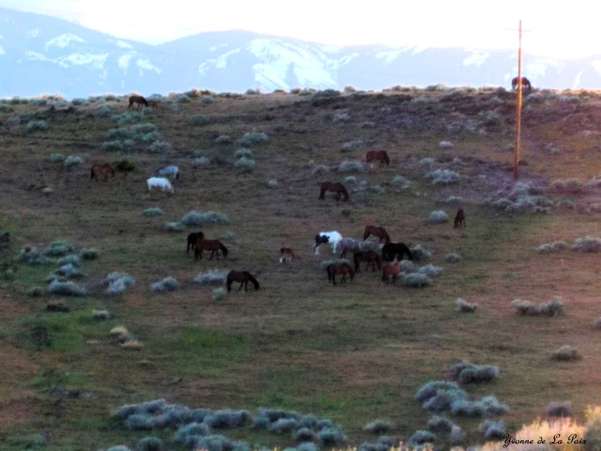 Hard to take pictures in the mountains because of extremes of light and shadow (esp with an old cellphone camera), but this was last night at 7:40.  In this closer shot, you can see the baby's white 'socks' at center.
#wildhorses #animals #animallover #nature #wildlife #horses