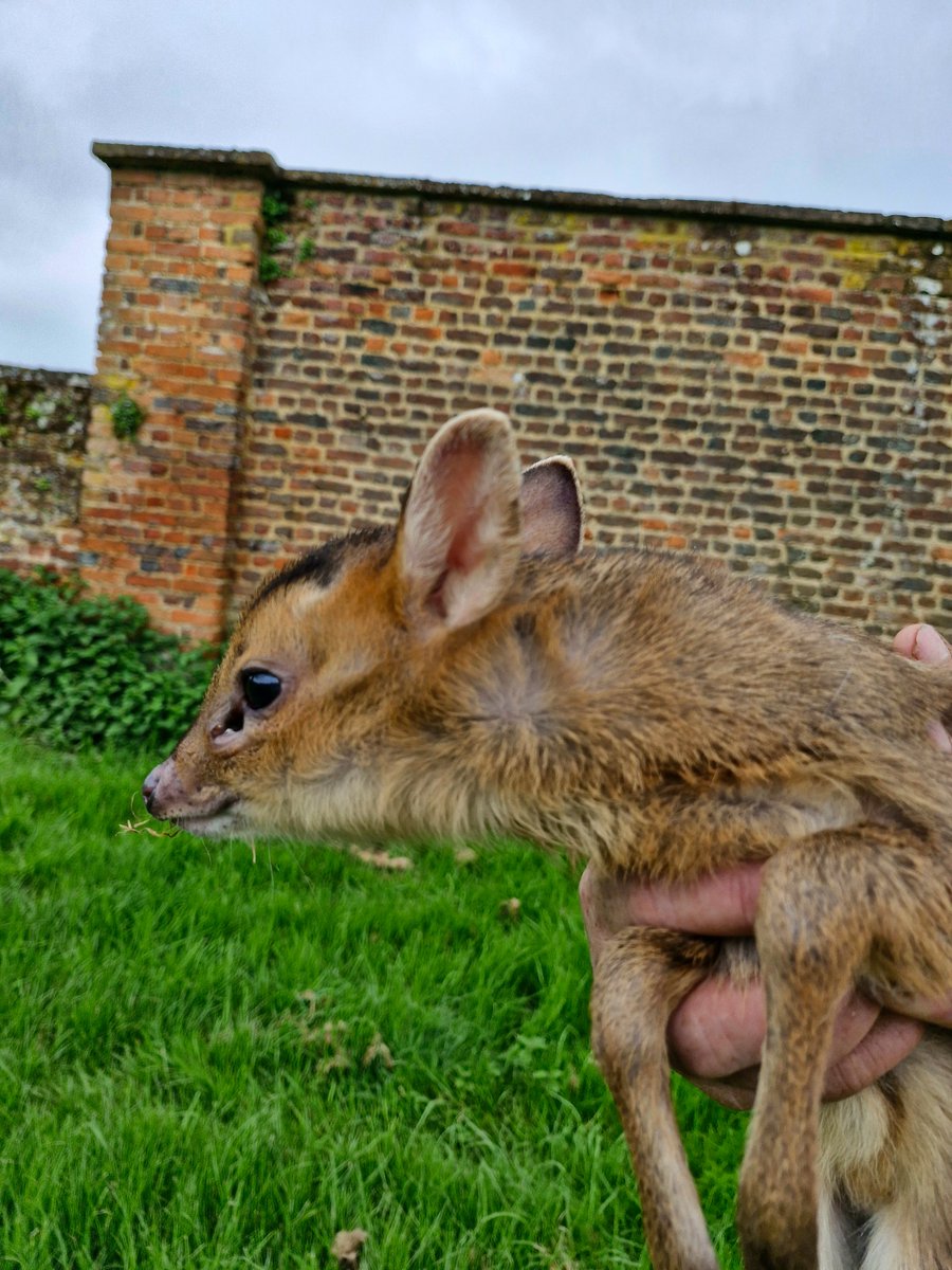 I successfully reunited a muntjac fawn with its mother today after it was fenced in on the wrong side of the walled garden. The doe, (mother) stood her ground throughout and was very vocal.
Conservation@althorp.com #muntjac