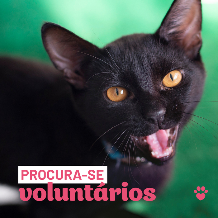 Ei, você aí... Nós precisamos da sua ajuda! A Catland está em busca de novos voluntários que queiram fazer o bem! 😻 De perto ou remoto, venha para o nosso time e ajude os felinos a conseguirem uma vida melhor! Mande um e-mail para rh@catland.org.br para mais informações! ❤️