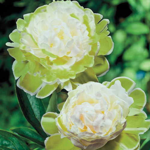 Good morning  💚 my sweet friends 💚
#twosday

The unique, most unusually  colored Green Halo peony is a highly sought-after flower. In China and Japan, peonies  mean 'king of flowers. A symbol of wealth, for a very long time in China, only the Emperor was allowed to own them.