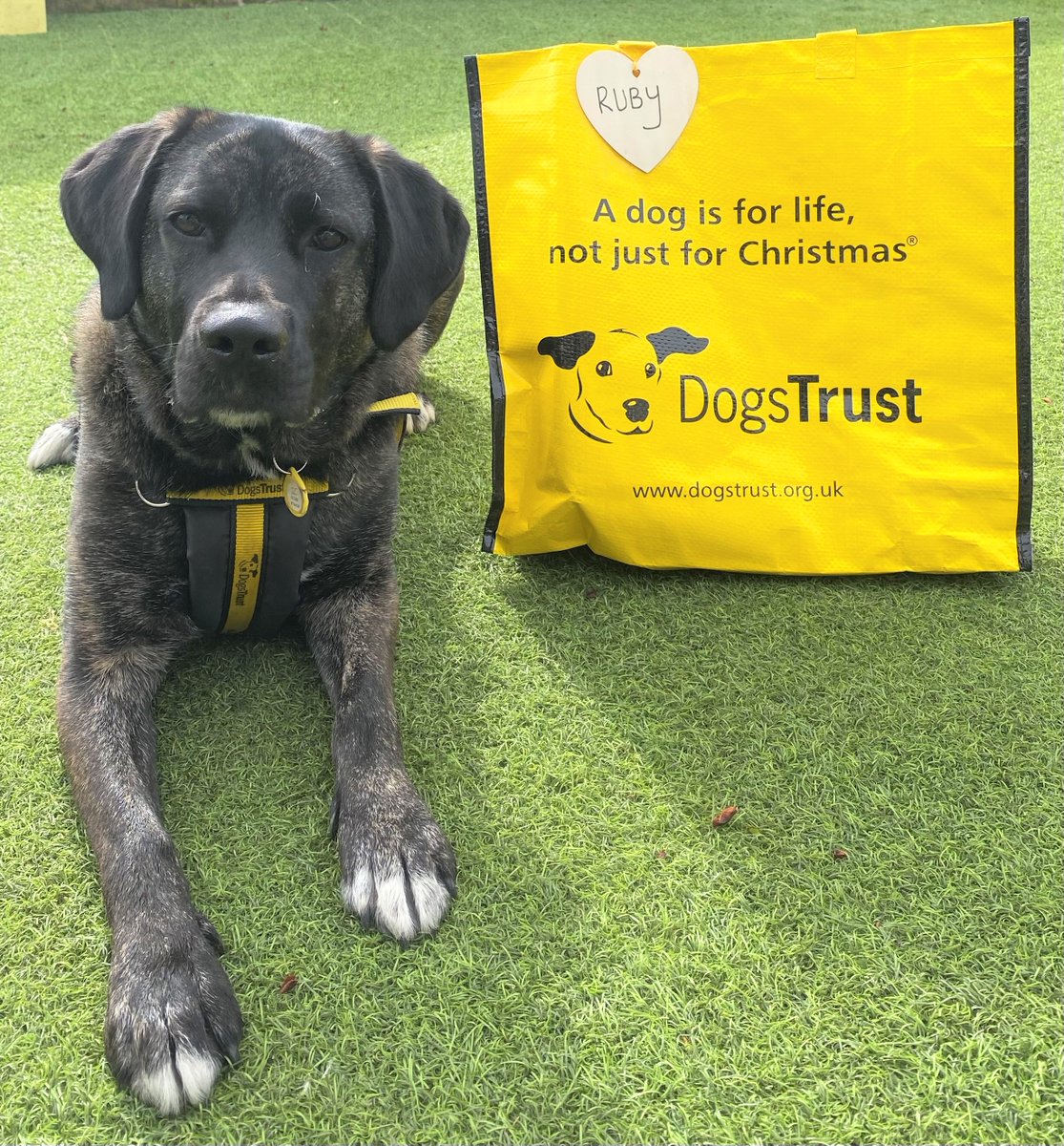The gorgeous Ruby😍was all smiles this afternoon🐶as it was her turn to pack her bags🛍️and head off with her new family to her forever home🏡 #BigYellowBagDay #AdoptDontShop #ADogIsForLife @dogstrust