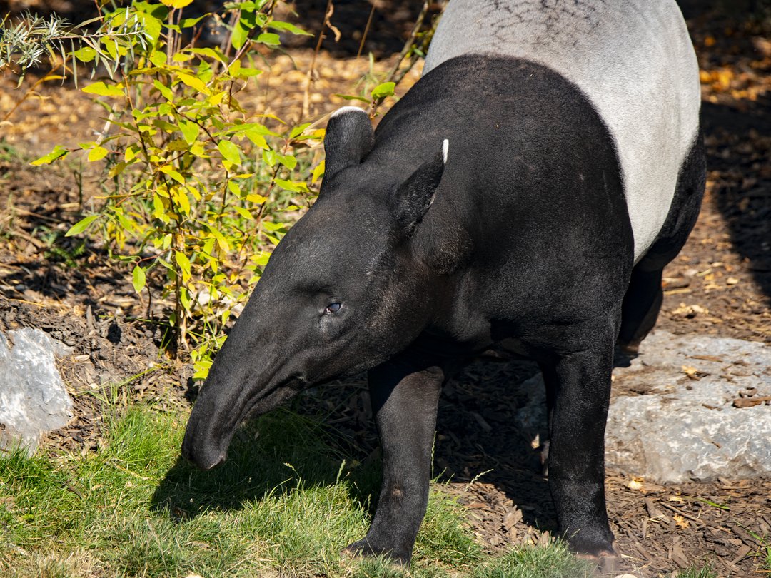 It's #TapirTWOsday! 🤍🖤 Since her arrival last Thursday, our female Malayan tapir 'Sempurna' has already been seen wading through the stream, exploring outdoors, and enjoying cozy siestas - all signs she's comfortably settling in to her new home. Stop by to say 👋! #YourZooYYC