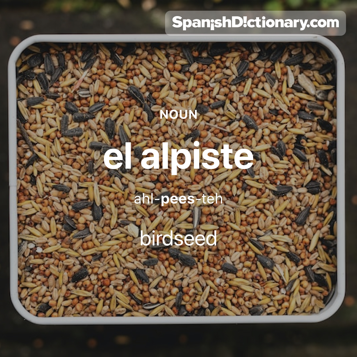 Today's #WordOfTheDay is 'alpiste.' 🌰🐦 For example: Dejé alpiste para los cardenales afuera en el patio.  - I left birdseed for the cardinals out in the yard.
.
.
.
#EstudiaEspañol #StudySpanish #AprendeEspañol #LearnSpanish #Español #Spanish #LearningSpanish #PalabraDelDia