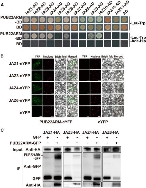 The MYC2–PUB22–JAZ4 module plays a crucial role in jasmonate signaling in tomato 

cell.com/molecular-plan… 
#plantscience ♻️