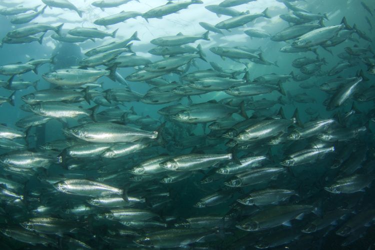 Researchers at the University of California, Davis, have shared that “better reservoir management” could aid #foodsecurity and #fisheries conservation #fish buff.ly/3UGYc1D
