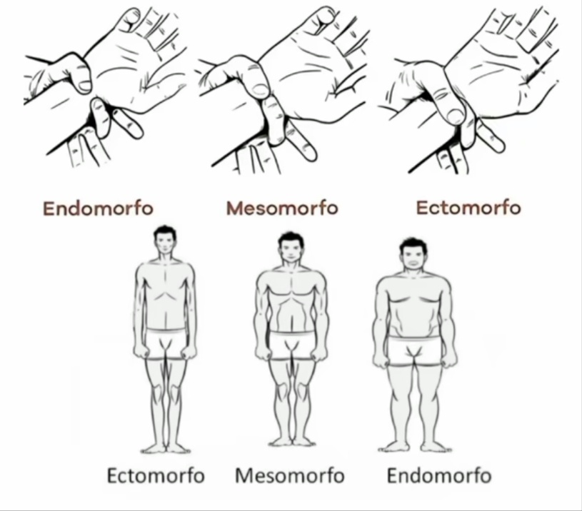 Endomorfo: Unlocking the Best Fitness and Diet Tips for Success