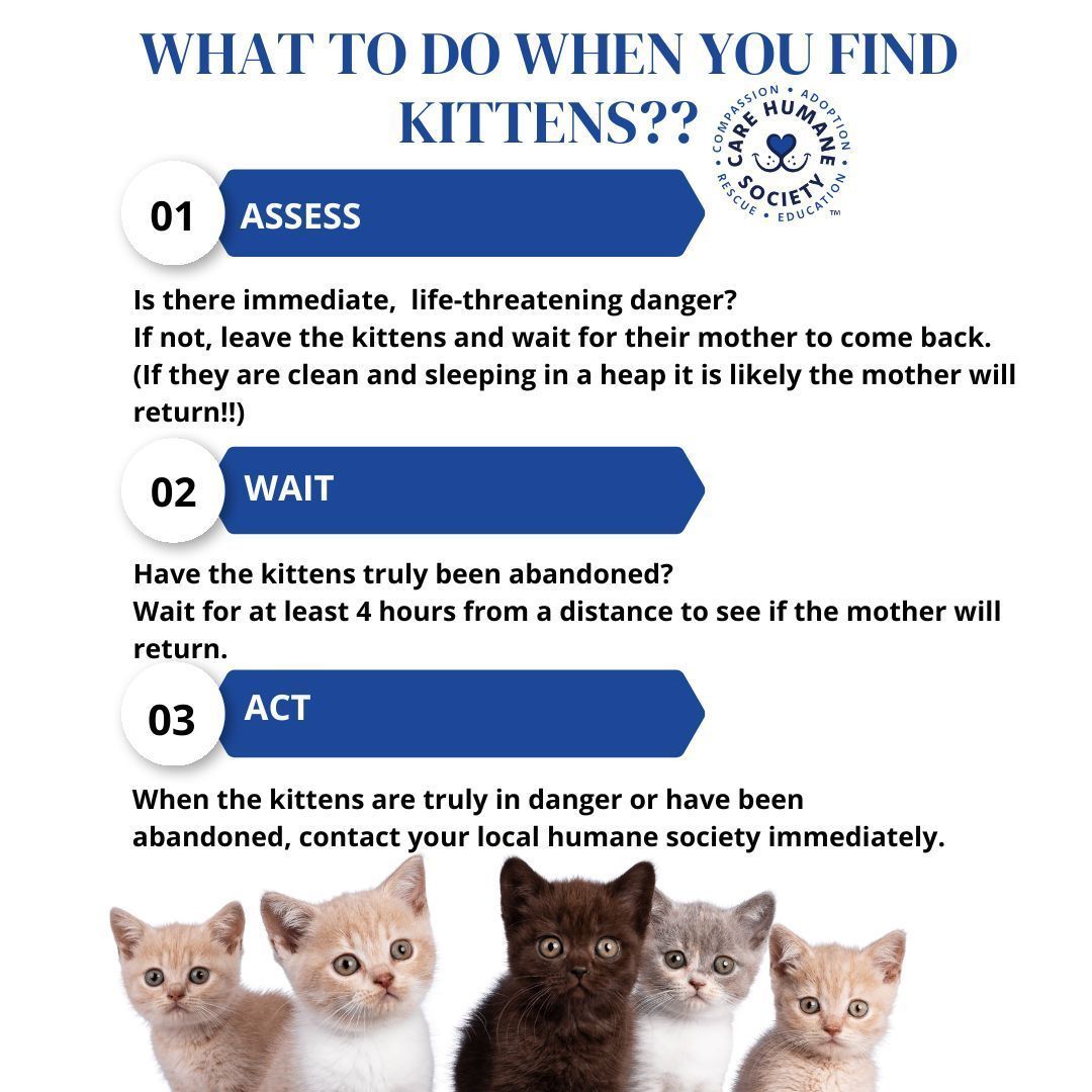 🐾🌸 It's Kitten Season! 🌸🐾 Spring has sprung, and with it comes the arrival of adorable little bundles of fur - it's Kitten Season! 🌷🐱Here's some tips about 'What to do when you find kittens?'