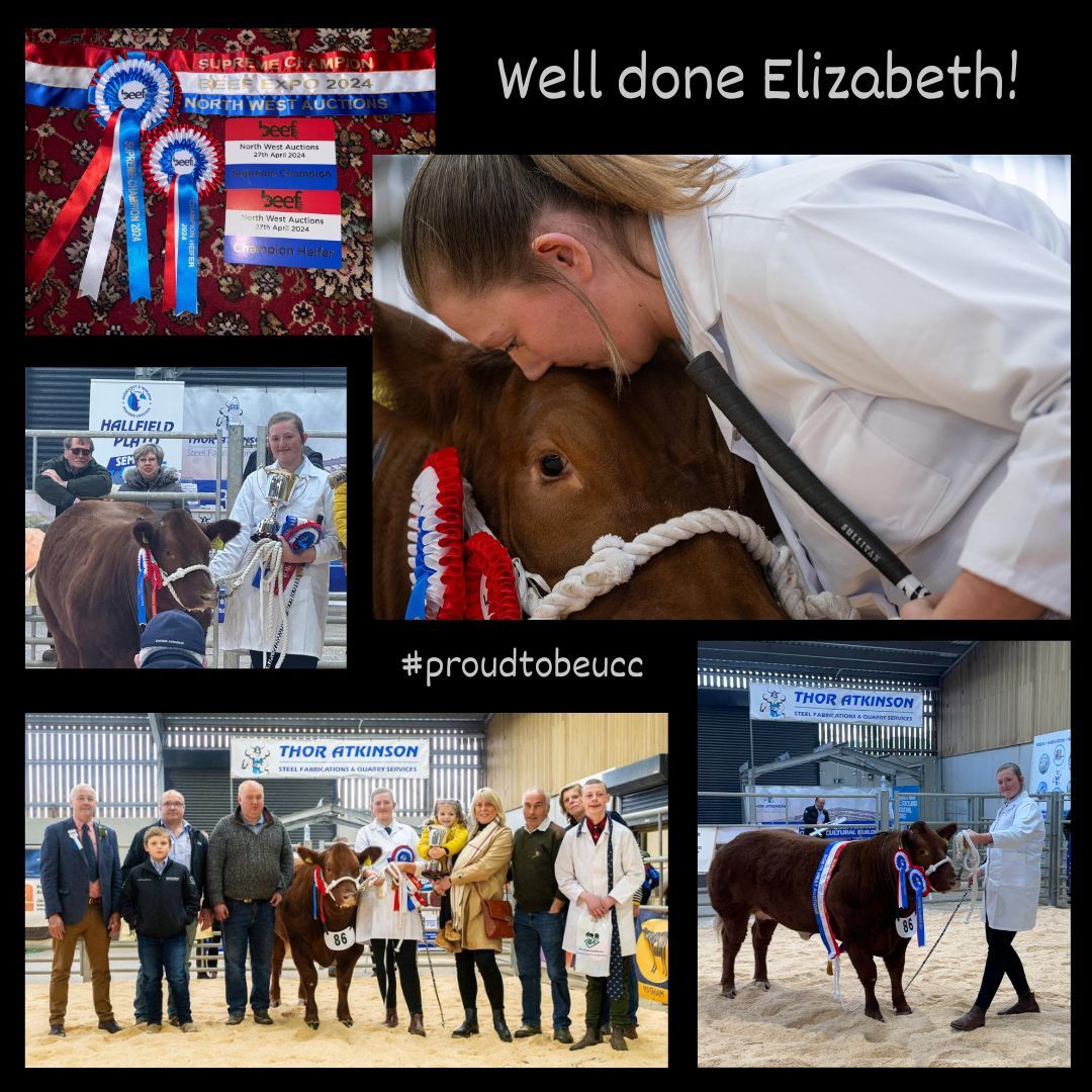 The National Beef Association Beef Expo event took place on Saturday near Kendal & we're very proud of UCC student Elizabeth, who won the reserve champion young handler award for showing the overall competition winner Pepper, the Limousin cross heifer. Well done! #proudtobeucc