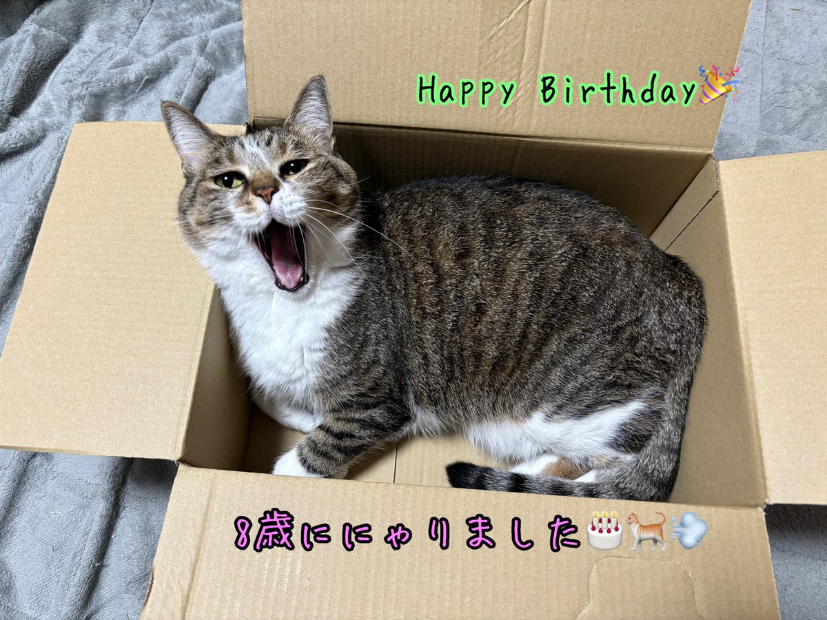 フウちゃん8歳になりました🎂🐈💨 Happy Birthday 🎉　#猫　#お誕生日