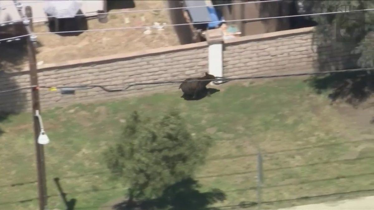 The bear was seen in a tree in the Castaic neighborhood before it hopped down and took off running.
trib.al/F6lec3Z