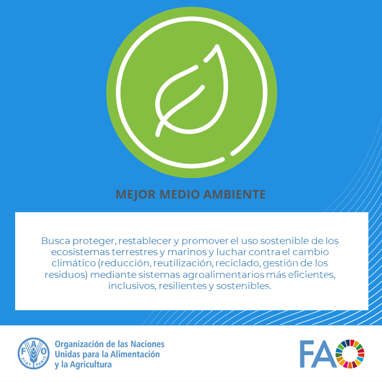 #4Mejoras Marco estratégico de la FAO 🌳Mejor Medio Ambiente ✅Proteger, restablecer y promover el uso sostenible de los ecosistemas terrestres y marinos y luchar contra el cambio climático mediante #SistemasAgroalimentarios más eficientes, inclusivos, resilientes y sostenibles.