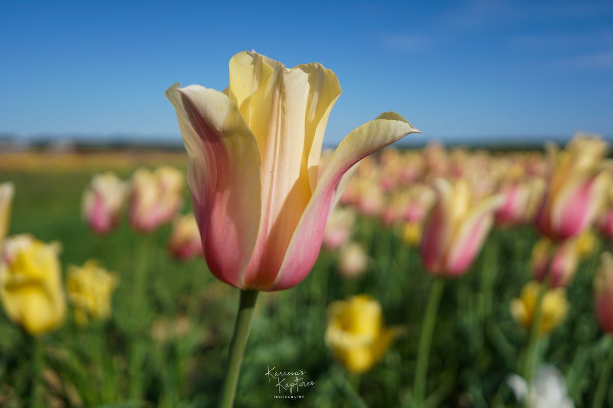 Living in a spring dream 🌷✨

These tulips were one of my favorites!

#KarissasKaptures #TulipSeason #TulipFarm #HollandRidgeFarms   #LandscapePhotography #TulipField   #TulipFarm #MorningViews #MorningVibes  #TulipField  #TuesdayThoughts #SherbertTulips