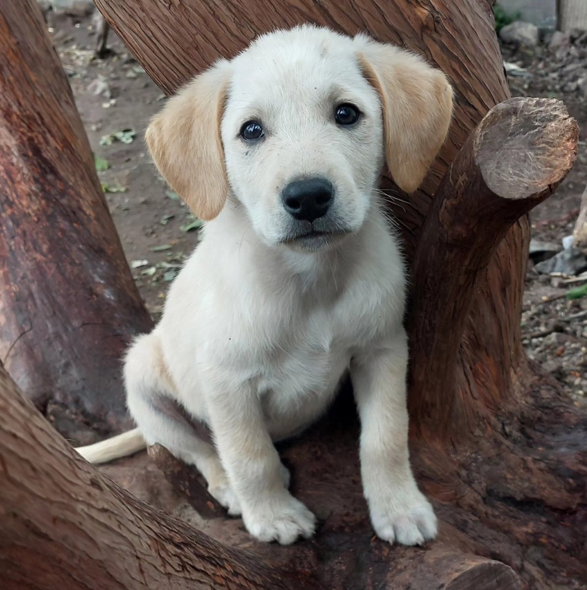 enpa.org/puppy-yoga-sto… - Bene lo stop del Ministero a questa attività che non ha alcun aspetto positivo per il benessere degli animali ma solo vantaggi di tipo economico per chi la intraprende. Invitiamo tutti a boicottare l’ennesima iniziativa che sfrutta gli animali!