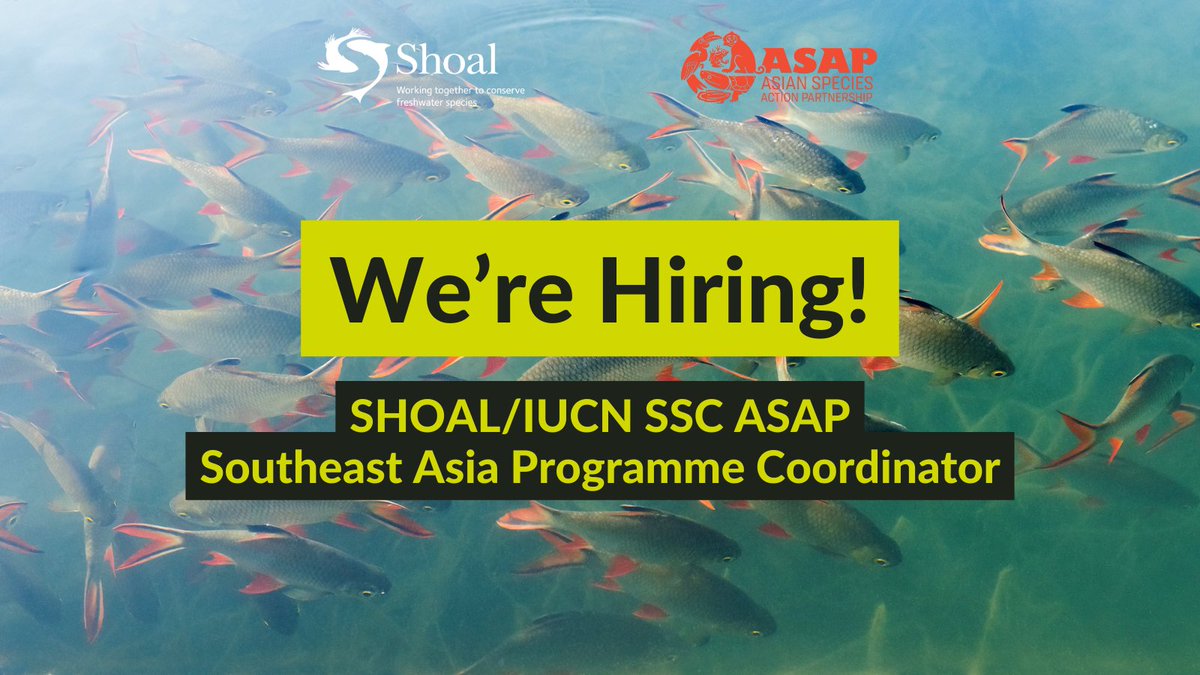 Join the SHOAL team! 📢 We're looking for a self-motivated individual based in Southeast Asia to support freshwater species conservation in this critical region. Sound like you? Get applying! Sound like someone you know? Get sharing! Find out more:shoalconservation.org/southeast-asia…