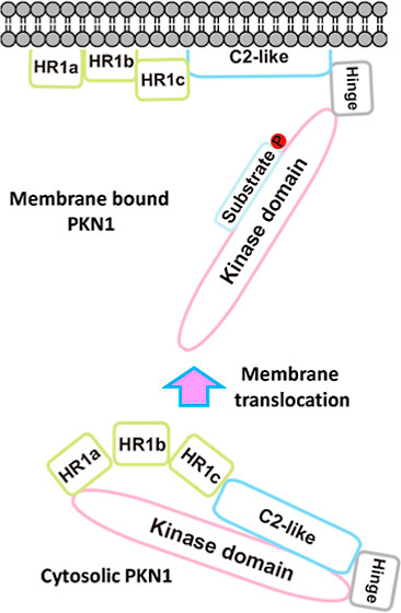 PKN1 is a PKC-related #kinase that acts downstream of RhoA and Rac1 pathways. Lin and Yuan dig into the lipid binding/activation site of this unique kinase, revealing mechanistic details and providing a blueprint for inhibitors. pubs.acs.org/doi/10.1021/ac… @AcadSinica @UniMelb