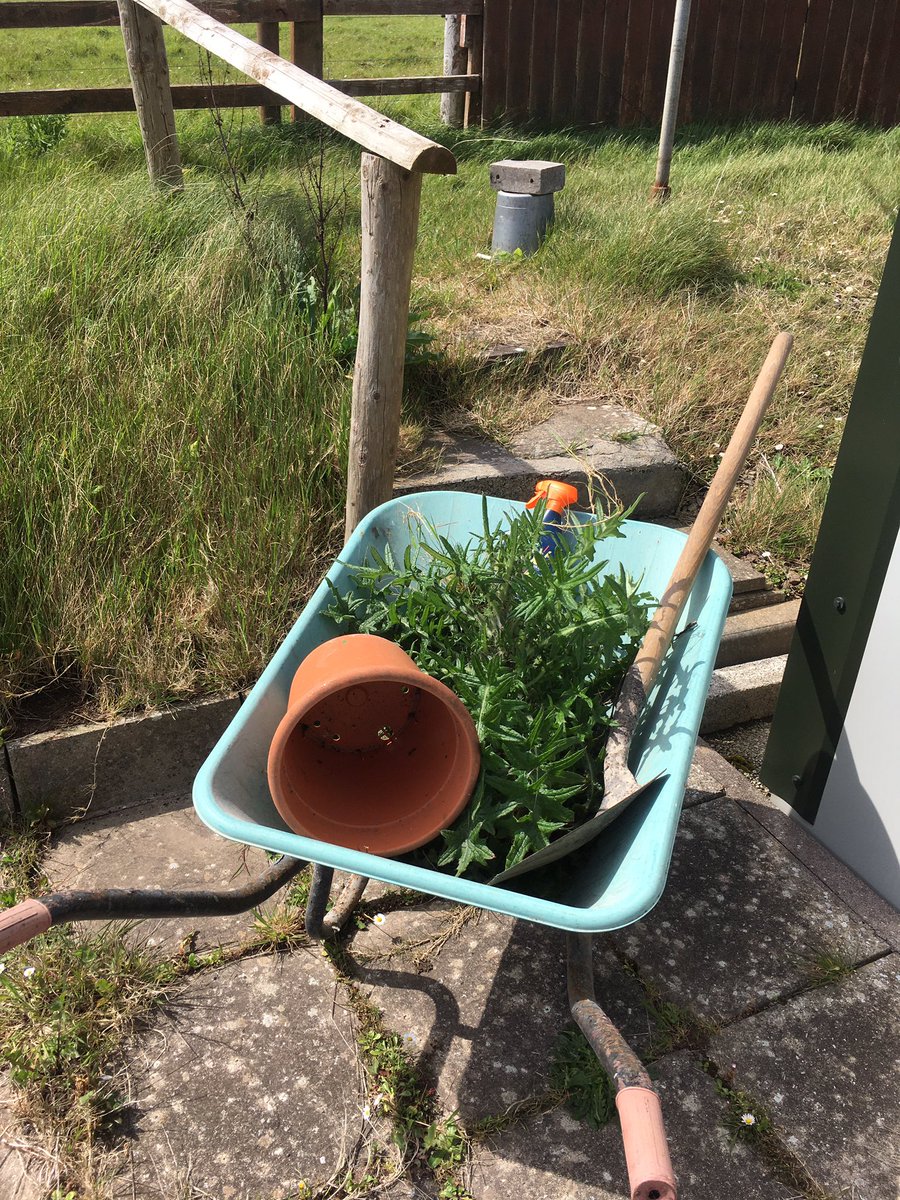 Awoken to chaffinch who has been trying to get into the house all weekend! Take coast road to Tom & Jenny’s beautiful house with stunning view over Ballycotton bay for some weed killer. No one home, so Carewswood provides instead for 1st bit of gardening: killing ragwort/thistle!