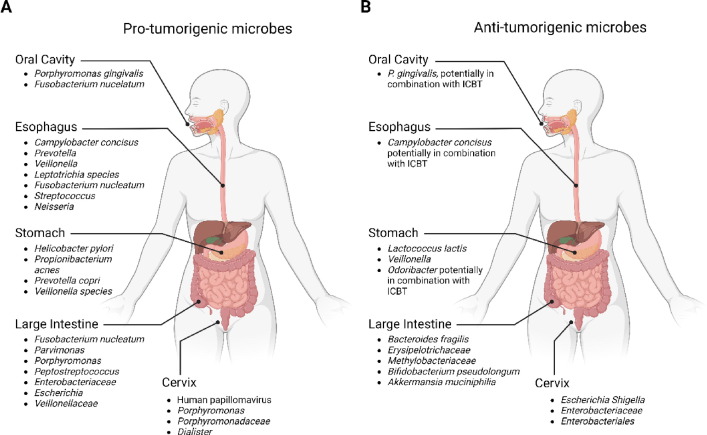 Read the latest #SMIMemberReview by @KathyDMcCoy in Mucosal Immunology on interaction of microbiota, mucosal malignancies, and immunotherapy - mechanistic insights: sciencedirect.com/science/articl…