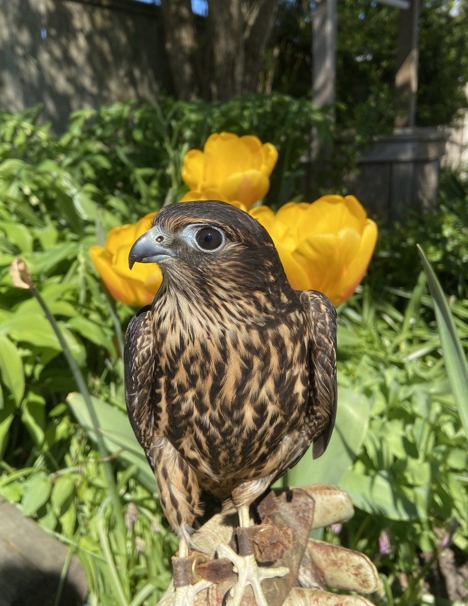 We are getting excited to host our #OWLOpenHousefundraiser this weekend May 4th & 5th, 10am-3pm. Meet dozens of species of raptors, listen to an educational talk on raptors, watch a rehabilitated eagle be released at 1pm, play games, win raffles prizes, enjoy food trucks, & more