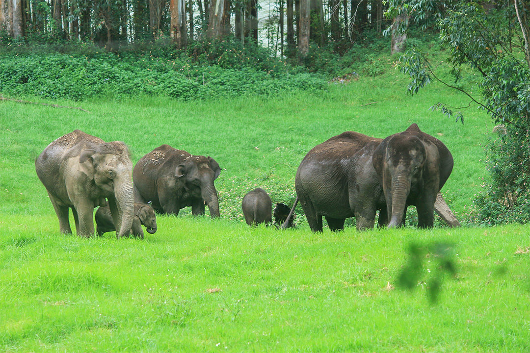 Giants of Gavi! Witness the majestic elephant herds roaming the verdant landscape of Gavi, one of Kerala's popular #wildlife & #ecotourism destinations. Gavi, untouched by modern madness, is a treasure trove of Kerala's natural wonders. southtourism.in #Kerala #Travel