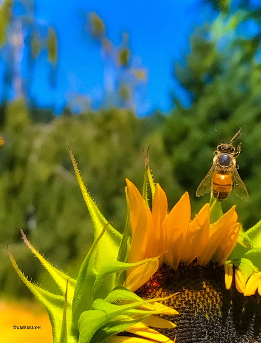 Good morning and Terrific Tuesday all nature lovers and photogs!👋🏻🫶 QP a photo of happiness.😄 Here’s mine: A honey bee dancing on top of a sunflower.🌻 🐝🕺💃 #Happiness