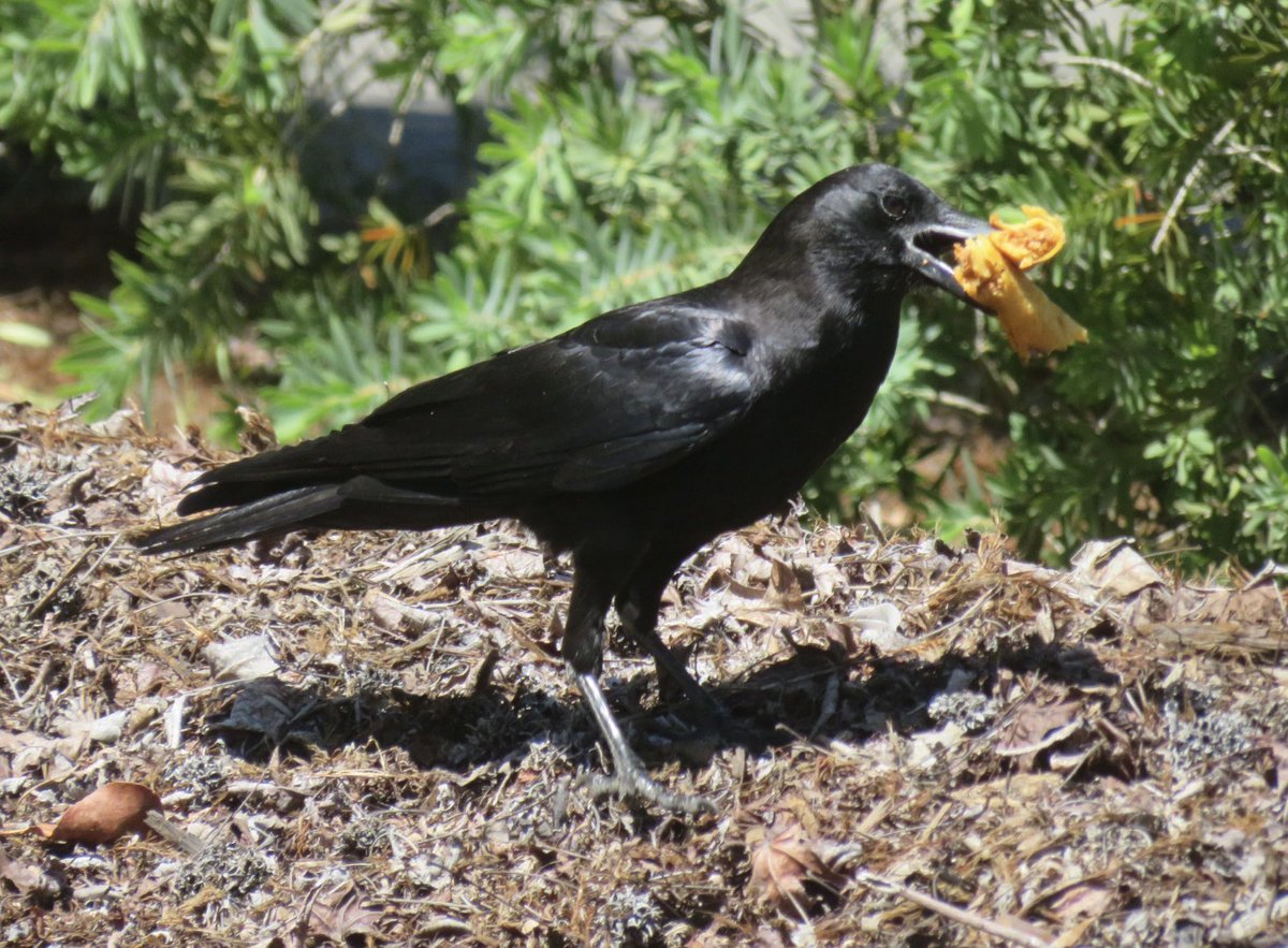 Taco Tuesday? 
Why crow about that when you can have Taquito Tuesday?
#TacoTuesday #TaquitoTuesday #California #SantaRosa
#SonomaCounty #Crows #BirdsOfTwitter #Birdwatching